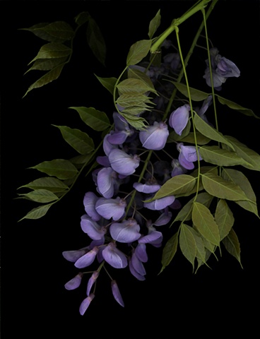 wisteria