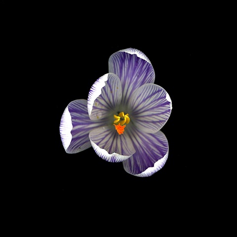 crocus - stripe