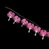 bleeding hearts