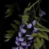 wisteria