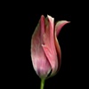 pink tulip