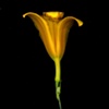 daylily-yellow.3