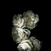 dying roses