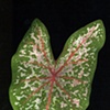 caladium 2