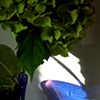 blue.13