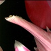montage.1