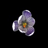 crocus - stripe