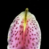 lily petal