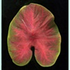 caladium 4