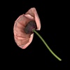 pink poppy