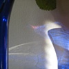 blue.9
