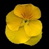 blooms