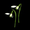 praying snowdrops