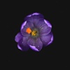 crocus - purple