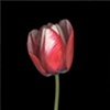 red and white tulip