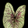caladium 3