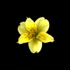star lily- yellow