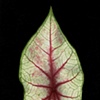caladium 1