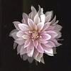 dahlia-pink