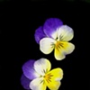 pansy - 2