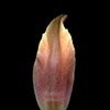 petal- tulip