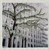 ice tree- nyc