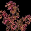 blooms - new work