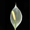 spathaphyllum