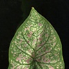 caladium 5