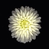 dahlia-white