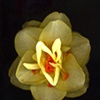 double daffadil