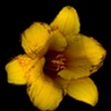 daylily-yellow.1