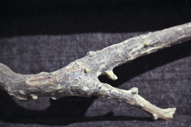 Lot 2, Sample 003 (detail)