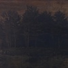 Tree Line (summer)