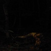 Steppenwolf Documentation