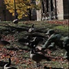 Untitled 3-channel Video Triptych
