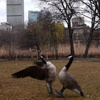Branta,Branta I &II