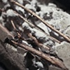 Lot 2, Sample 001 (detail)