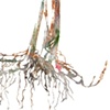 Isopropylamine Salt of Glyphosate