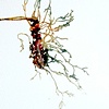 Dichloro-o-ansic Acid