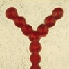 Untitled, 1994