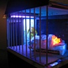Birdcage 