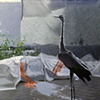 Bocian (Stork) 