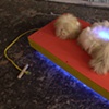 Petcart