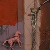 Untitled (with an ear)