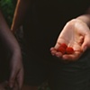 Laurel