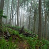Morning Mist
Squak Mountain, WA