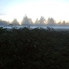 Blackberry Bushes, Winter