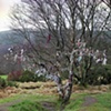 Tree Shrine, No. 1