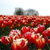 Acres of Tulips